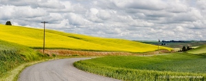 Canola-fields-rape-seed-mustard-pano-with-road-Colfax-Washington-Palouse-Morley-Rd