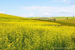 Canola-fields-rape-seed-mustard-scene-Colfax-Washington-Palouse-Morley-Rd