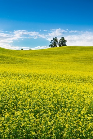 Canola-fields-rape-seed-mustard-vertical-Colfax-Washington-Palouse-Morley-Rd