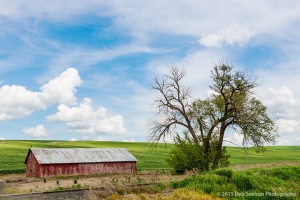 Red-shed-with-lone-tree-and-railroad-Colfax-Washington-Palouse