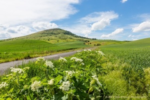 Road-to-Steptoe-Butte-Colfax-Washington-Palouse