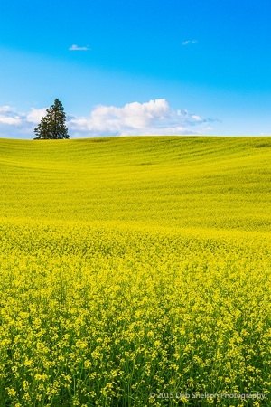 Simple-Canola-fields-rape-seed-mustard-Colfax-Washington-Palouse-Morley-Rd