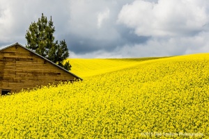 Simple-Canola-fields-rape-seed-mustard-with-shed-Colfax-Washington-Palouse-Morley-Rd