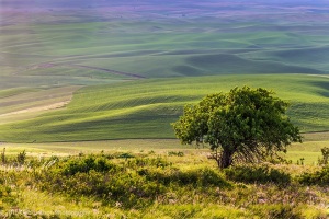 Steptoe-Butte-Lone-Tree-Colfax-Washington-Palouse