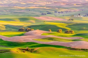 Steptoe-Butte-View-Multicolored-Coat-Colfax-Whitman-County-Washington-Palouse
