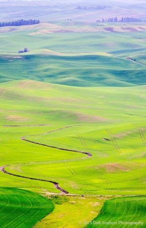 Steptoe-Butte-View-abstract-Colfax-Washington-Palouse