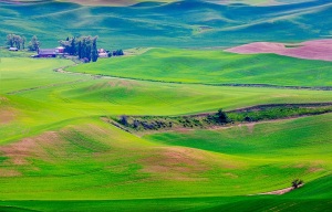 Steptoe-Butte-View-lush-countryside-Colfax-Washington-Palouse