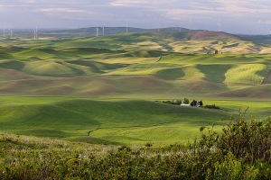 Steptoe-Butte-View-of-Windfarm-Colfax-Washington-Palouse