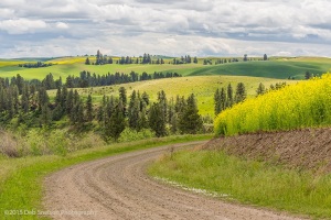 The-Road-to-beautiful-Canola-fields-rape-seed-mustard-Colfax-Washington-Palouse-Morley-Rd