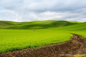 Wheat-Fields-of-Endicott-Washington-Palouse