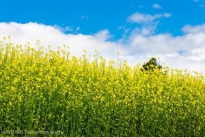 Yellow-meets-blue-Canola-fields-rape-seed-mustard-pano-Colfax-Washington-Palouse-Morley-Rd720