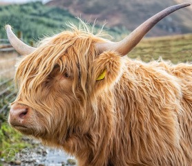 Highland-Cow-Scotland