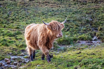 Highland-Cow-Scottish-Highlands