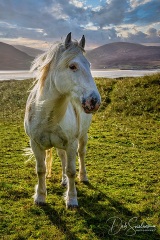 White-Horse-on-Isle-of-Harris-Scotland