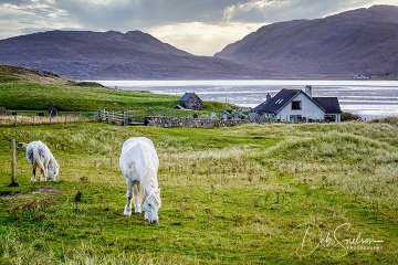 White-Horses-Grazing-on-Isle-of-Harris-Scotland