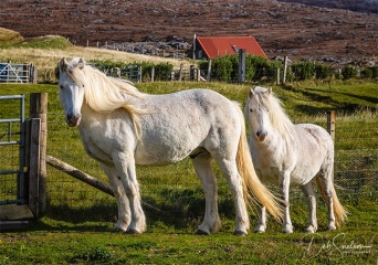 White-Horses-Isle-of-Harris-Scotland