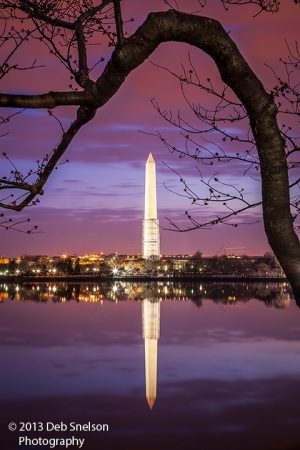 Washington-Monument-Washington-DC-Tidal-Basin-Blue-moment-Predawn-Cherry-Tree-framing-Low-light-photography