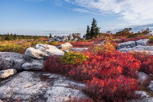 Autumn-at-Dolly-Sods-Potomac-Highlands-Davis-West-Virginia