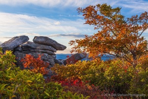 Dolly-Sod-Wilderness-Solitude