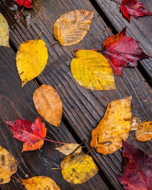 Fallen-Leaves