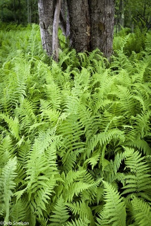Fern-blanket-Blackwater-Falls-State-Park-West-Virginia