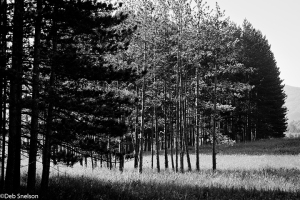 Slice-of-light-Canaan-Valley-West-Virginia