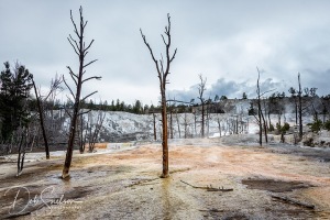 Angel-Terrace-Travertine-Mammoth-Hot-Springs-Yellowstone-NP