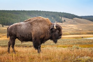 Bison-Hayden-Valley-Yellowstone-National-Park