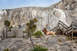 Bull-Elk-on-Travertine-Terrace-Mammoth-Hot-Springs-Yellowstone-NP