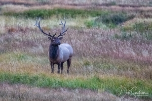 Elk-Bull-in-Yellowstone-National-Park