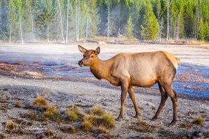 Elk-Cow-West-Thumb-Yellowstone-NP