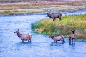 Elk-Family-Madison-River-Yellowstone-National-Park