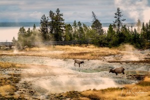 Elk-at-Dawn-West-Thumb-Geyser-Basin-Yellowstone-NP