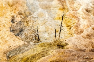 Travertine-Surrounds-Trees-Mammoth-Hot-Springs-Yellowstone-NP