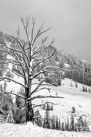 Yellowstone-Dunraven-Pass-Early-Snow