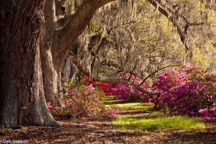 Azaleas and Live Oaks, Magnolia Gardens Charleston SC